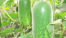 吃瓜--今日大赛完整版 52爆料吃瓜网